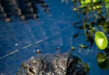 Best Suburbs Of Austin TX: Discover Hidden Gems For Your Dream Home