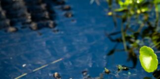 Best Suburbs Of Austin TX: Discover Hidden Gems For Your Dream Home