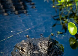 Best Suburbs Of Austin TX: Discover Hidden Gems For Your Dream Home