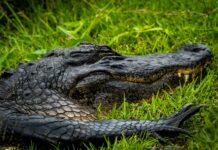 Best Suburbs Of Dallas TX: Discover Hidden Gems For Your Dream Home