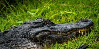 Best Suburbs Of Dallas TX: Discover Hidden Gems For Your Dream Home