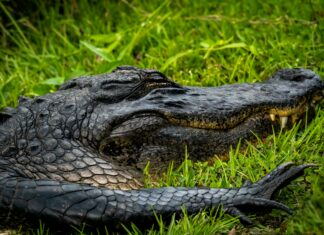 Best Suburbs Of Dallas TX: Discover Hidden Gems For Your Dream Home