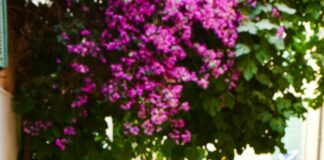 Nice Suburbs Of Atlanta: Discover The Most Charming Neighborhoods