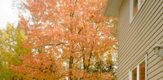 Northside Suburban Little League Secrets Every Parent Should Know