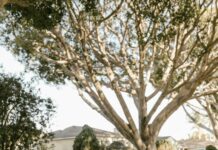 Suburban One League Sports: Discover The Ultimate Local Sports Experience