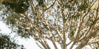 Suburban One League Sports: Discover The Ultimate Local Sports Experience