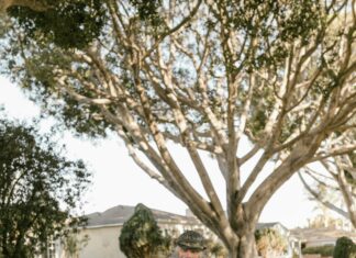 Suburban One League Sports: Discover The Ultimate Local Sports Experience